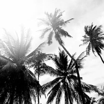 palm trees in black and white